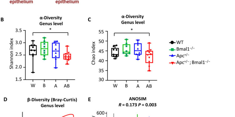 Circadian disruption and gut microbiome changes linked to colorectal cancer progression