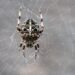 City light pollution causes spiders’ brains to shrink, new study finds