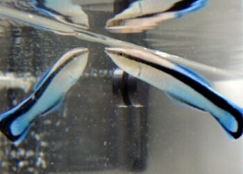 Cleaner wrasses check their body size in mirror before deciding whether to fight, study finds
