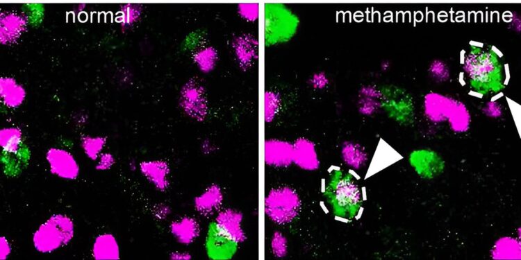 Cognitive deficits linked to methamphetamine and PCP use are driven by a common neurotransmitter switch, neurobiologists demonstrate