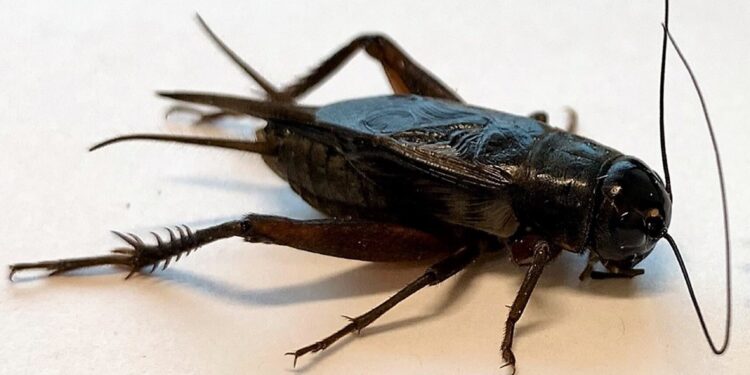 Cricket study suggests mating filter shrinks as males try to save energy