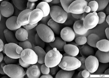 Deadly Toxins Produced by Yeast May Help Solve Craft Beer Brewing Problem