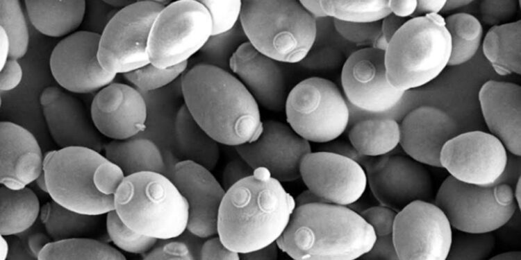 Deadly Toxins Produced by Yeast May Help Solve Craft Beer Brewing Problem