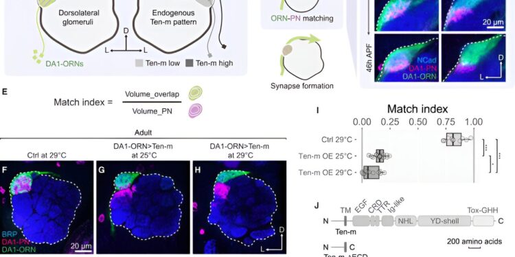Decoding the language of cells with the power of proteomics