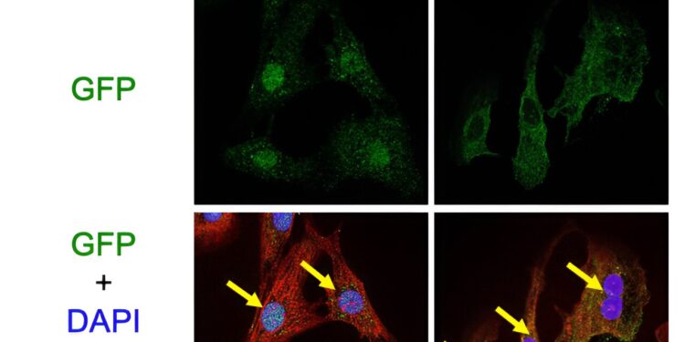 Discovery of a protective mechanism in cardiac myocytes