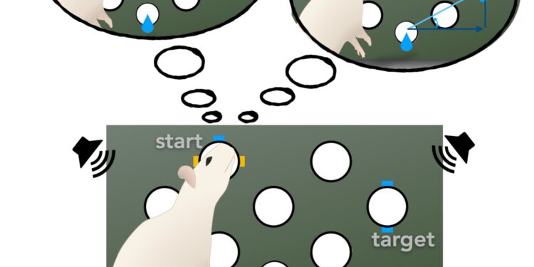 Double cards discovered in the brain