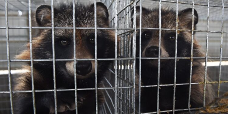 Dozens of viruses detected in Chinese fur farms