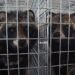 Dozens of viruses detected in Chinese fur farms