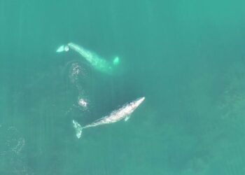 Drone footage offers new insight into acrobatic feeding behavior of gray whales