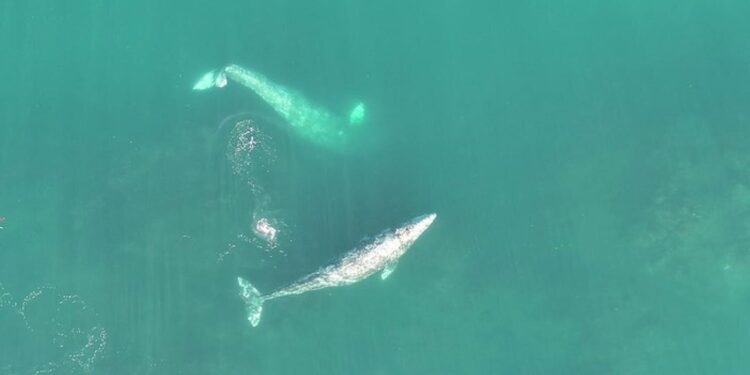 Drone footage offers new insight into acrobatic feeding behavior of gray whales