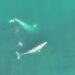 Drone footage offers new insight into acrobatic feeding behavior of gray whales