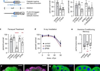 Drosophila study reveals mechanism that could control longevity and cancer cell production