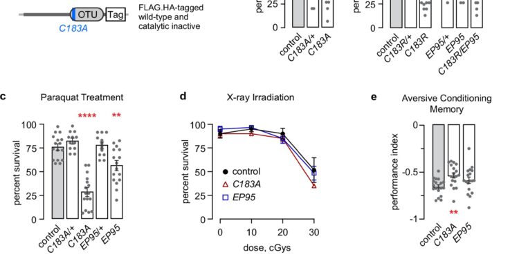 Drosophila study reveals mechanism that could control longevity and cancer cell production