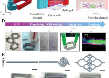 Engineers Use Bioprinted Blood Vessels to Model Deadly Brain Tumors