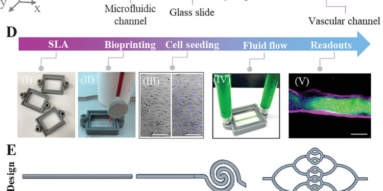 Engineers Use Bioprinted Blood Vessels to Model Deadly Brain Tumors