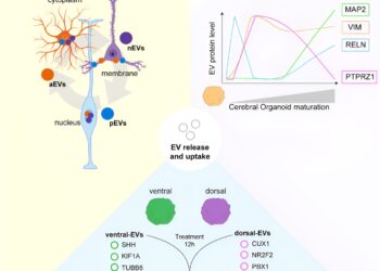 Extracellular vesicles facilitate cellular communication