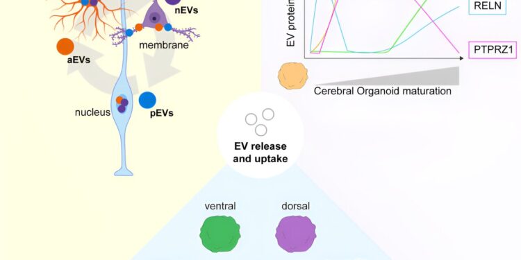 Extracellular vesicles facilitate cellular communication