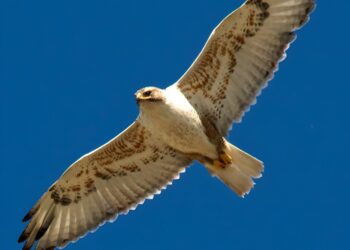 Falcon defies expectations as habitat declines