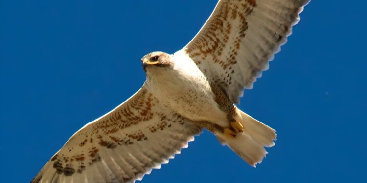 Falcon defies expectations as habitat declines