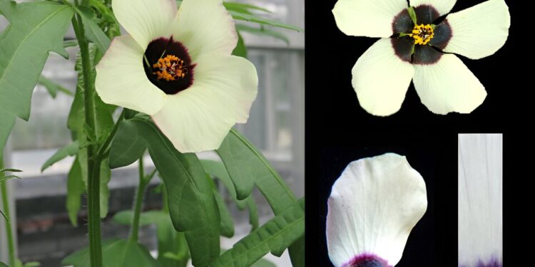 Flowers use adjustable ‘paint-by-numbers’ petal patterns to attract pollinators, researchers say