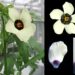 Flowers use adjustable ‘paint-by-numbers’ petal patterns to attract pollinators, researchers say