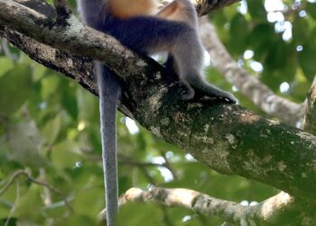 Forest loss forces langur species to interbreed, study finds