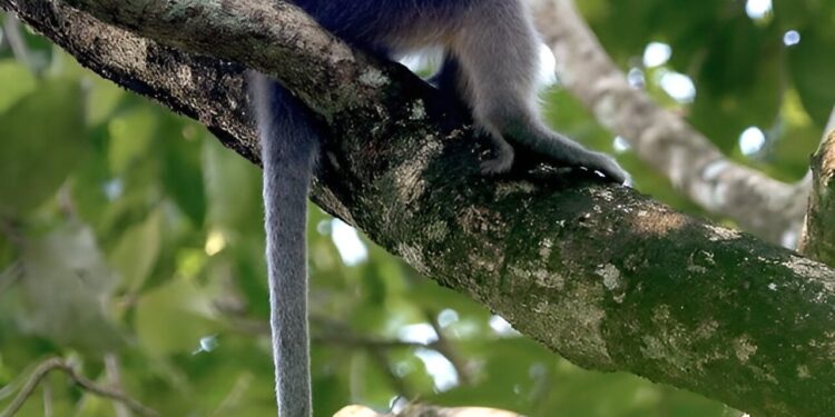 Forest loss forces langur species to interbreed, study finds