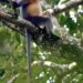Forest loss forces langur species to interbreed, study finds