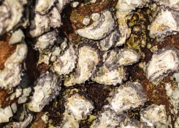 Freshwater oysters could hold key to developing stronger, ‘greener’ adhesives