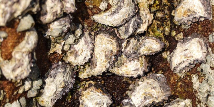 Freshwater oysters could hold key to developing stronger, ‘greener’ adhesives