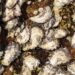 Freshwater oysters could hold key to developing stronger, ‘greener’ adhesives