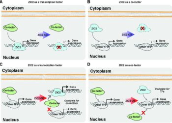 Gene discovered in ovarian cancer cells identified as potential new target for treatment