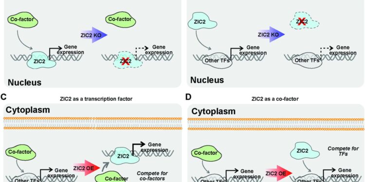 Gene discovered in ovarian cancer cells identified as potential new target for treatment