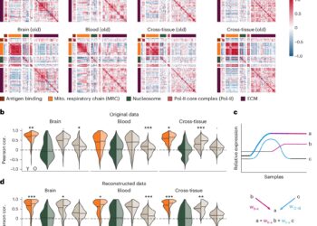 Gene regulation study finds coordination between basic cellular processes is lost with age