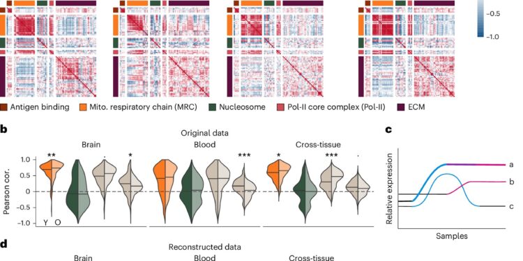 Gene regulation study finds coordination between basic cellular processes is lost with age