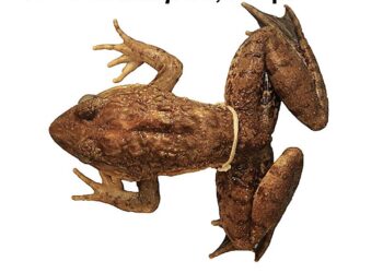 Genetic analysis reveals new species of giant frog in the Philippines that is nearly identical to even larger species