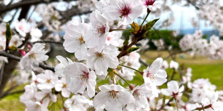 Genetic model predicts when Japanese cherry buds awaken from dormancy