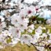 Genetic model predicts when Japanese cherry buds awaken from dormancy