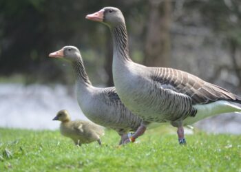 Greylag geese with similar personalities have higher hatching success rates, study finds