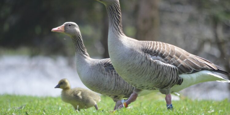 Greylag geese with similar personalities have higher hatching success rates, study finds