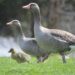 Greylag geese with similar personalities have higher hatching success rates, study finds