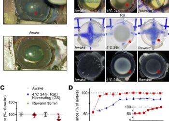 Ground squirrel study suggests potential development of cataract drug