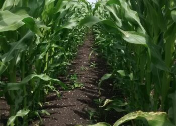 Growing biomethane on peat emits three times more CO₂ than using natural gas, study finds