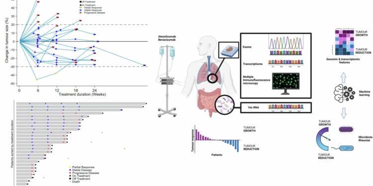 Gut bacteria influence responses to immunotherapy in mesothelioma patients, study finds