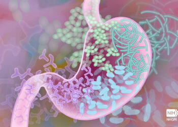 Gut microbiome may influence hormone levels, mouse study finds