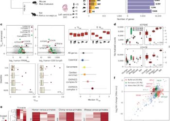 Hearts of humans and other primates differ genetically, study finds