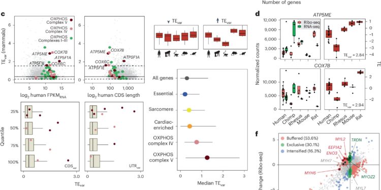 Hearts of humans and other primates differ genetically, study finds