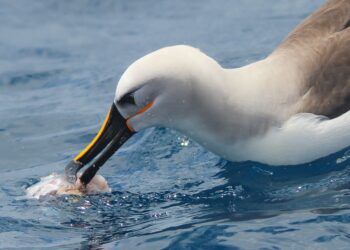 Highly sensitive beaks could help albatrosses and penguins find food