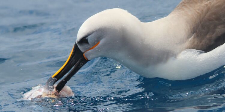 Highly sensitive beaks could help albatrosses and penguins find food