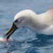 Highly sensitive beaks could help albatrosses and penguins find food